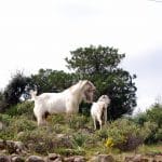 Περιπατητικά Μονοπάτια Αίγινας, Aegina's Hiking Trails