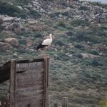 Ελληνικό Κέντρο Περίθαλψης Άγριων Ζώων (ΕΚΠΑΖ), Aegina's Wildlife Hospital