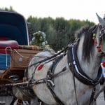 Άμαξες Πόλη Αίγινας, Horse Carriage in the Town of Aegina