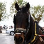 Άμαξες Πόλη Αίγινας, Horse Carriage in the Town of Aegina