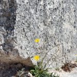 Ναός της Αφαίας Αίγινα, Temple of Aphaia Aegina