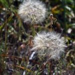 Κάβος Αίγινα, Kavos Aegina