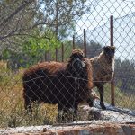 Κύλινδρας Αίγινα, Kylindras Aegina
