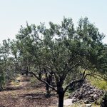 Ανιτσαίο Αίγινα, Anitseo Village Aegina