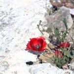 Ανιτσαίο Αίγινα, Anitseo Village Aegina