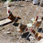 Ανιτσαίο Αίγινα, Anitseo Village Aegina