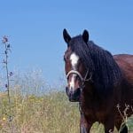 Ιππασία, Άλογα, Αίγινα, Horseback-Riding,Aegina