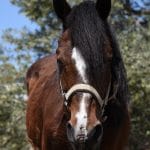 Ιππασία, Άλογα, Αίγινα, Horseback-Riding,Aegina