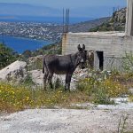 Σφεντούρι Αίγινα, Sfentouri Aegina
