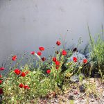 Σφεντούρι Αίγινα, Sfentouri Aegina