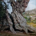 Αρχαίος Ελαιώνας Αίγινας, Aegina Ancient Olive Grove (Eleonas)