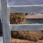 Γάτες της Αίγινας, Aegina Cats
