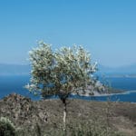 Hellanion Oros Mountain View, Aegina