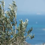 Hellanion Oros Mountain View, Aegina