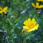 Φύση - Χλωρίδα Αίγινας, Aegina Nature - Flora, Σκοτεινή Αίγινα, Skotini Aegina