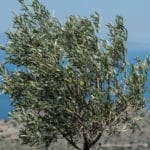 Hellanion Oros Mountain View, Aegina