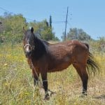 Ιππασία, Άλογα, Αίγινα, Horseback-Riding,Aegina