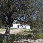 Μεσαγρός Αίγινα, Messagros Aegina