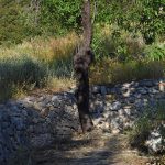 Παληαχώρα Αίγινας, Paliachora Aegina