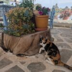 Ταβέρνα Αλκυόνη, Πέρδικα, Αίγινα, Alkyoni Restaurant, Perdika, Aegina