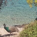 Moni Island - Aegina Tourism - Charbel from Lebanon