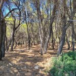 Παραλία Δραγονέρα Αγκίστρι, Dragonera Beach Agistri