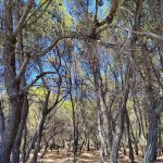 Παραλία Δραγονέρα Αγκίστρι, Dragonera Beach Agistri